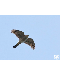 گونه قرقی Eurasian Sparrowhawk